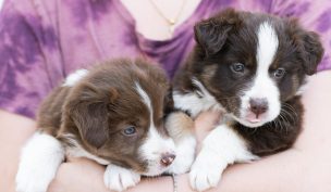 Experto explica cómo eliminar pulgas y garrapatas en cachorros recién nacidos