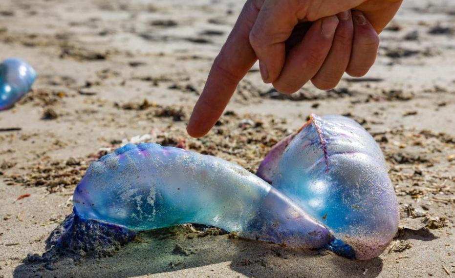 Temporada la fragata portuguesa: Cómo actuar ante una picadura y cúando acudir a urgencias