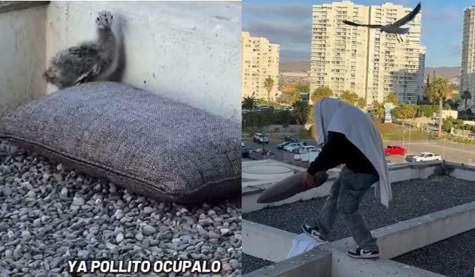 Integrante de La Noche rescató a polluelo de gaviota en Viña del Mar y emociona en redes