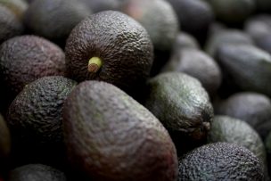 Carabineros recuperó camión robado con 18 toneladas de paltas: hay un detenido