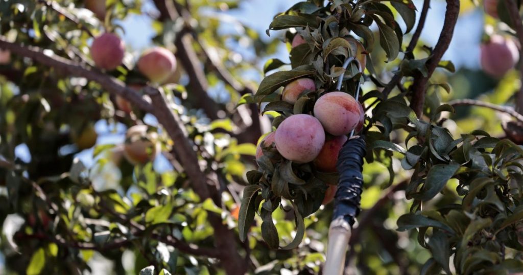 Ministerio de Agricultura informa 50% de avance en erradicación de brotes de mosca de la fruta