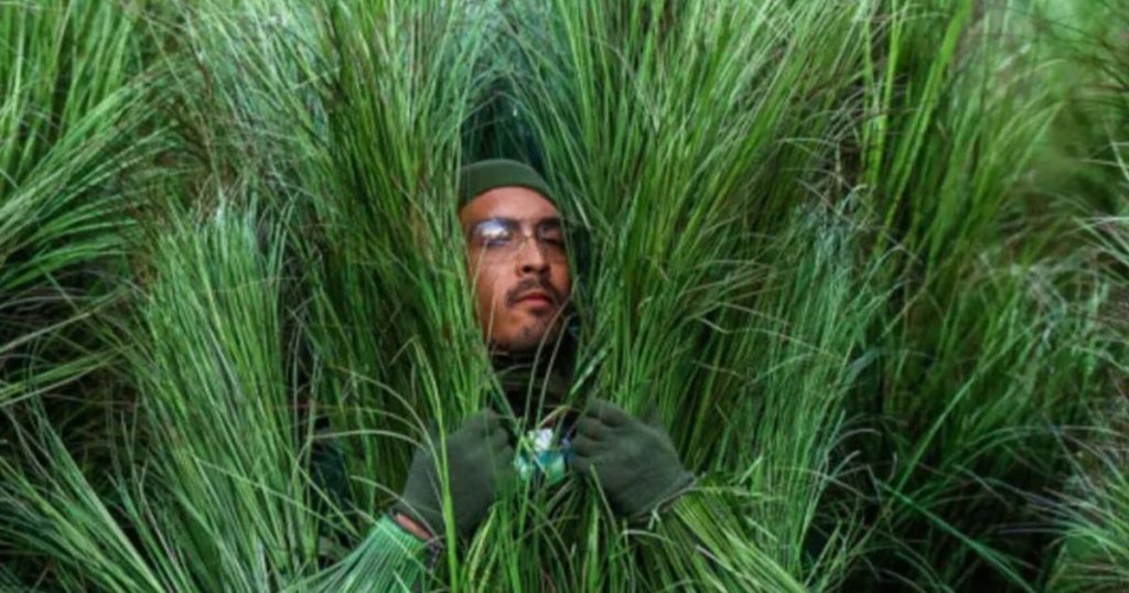 ¿Pagarías esto? Disfraz de “arbusto” del show de Bad Bunny en el Super Bowl se vende por millonaria suma