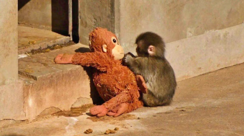 La triste historia detrás de 