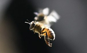 ¿Qué hacer si me pica una abeja y tengo una reacción alérgica?