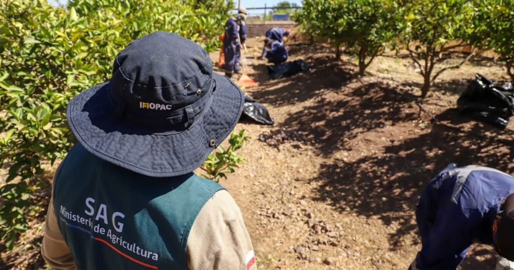 Ministerio de Agricultura informa 50% de avance en erradicación de brotes de mosca de la fruta