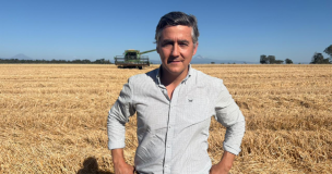 SOFO advierte “tormenta perfecta” que golpea al sector cerealero en La Araucanía