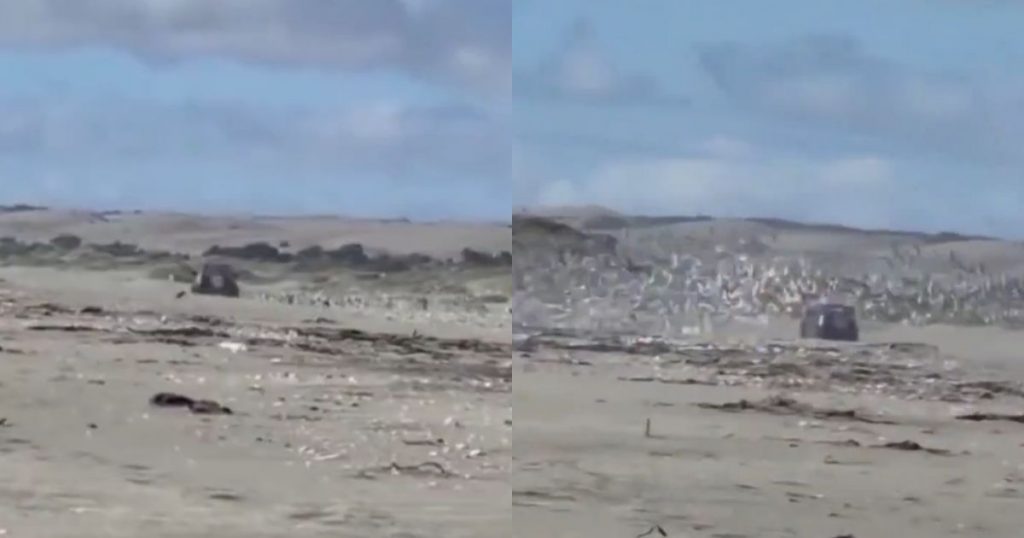 Conductor genera indignación al ingresar a zona protegida y perturbar a aves en el Humedal de Mantagua