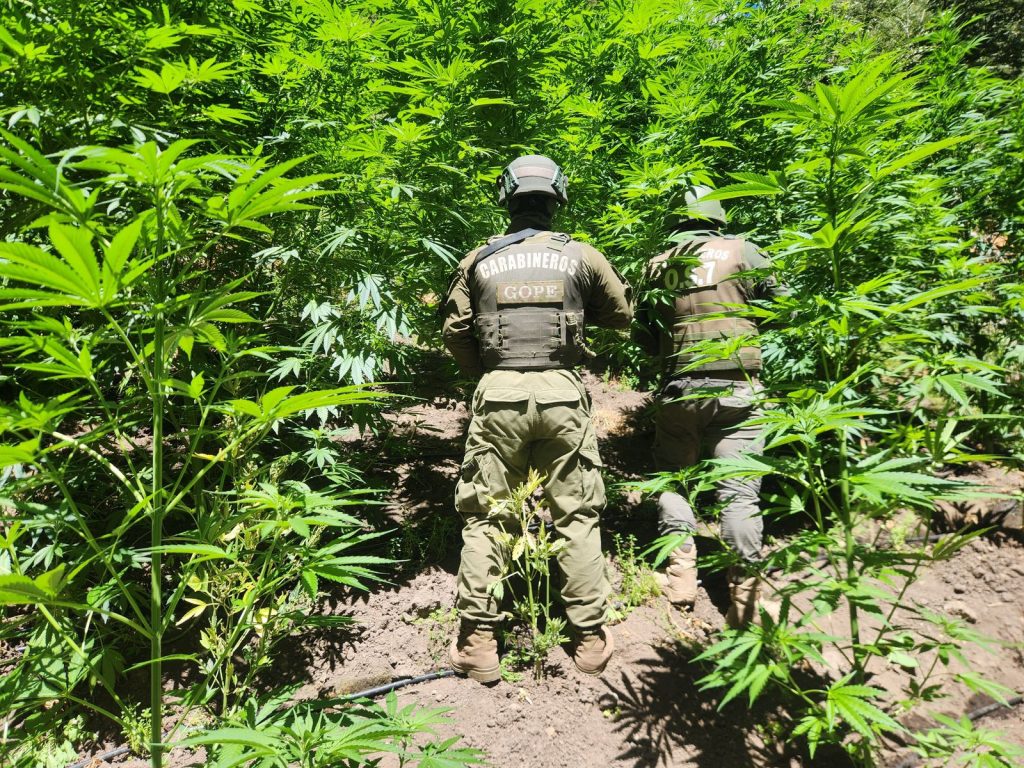 OS7 de Carabineros incautó más de 8.200 plantas de cannabis sativa