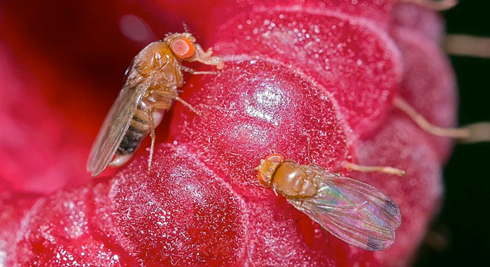 Innovación agrícola impulsa el control de plagas en Chile con la Técnica del Insecto Estéril