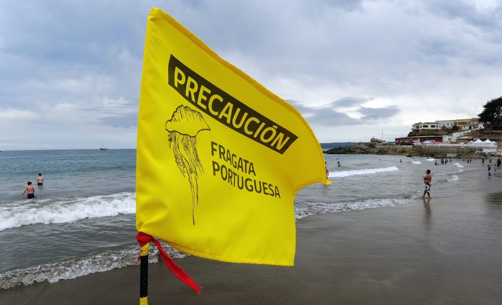 Fragata portuguesa: esta es la única playa que permanece con prohibición de baño