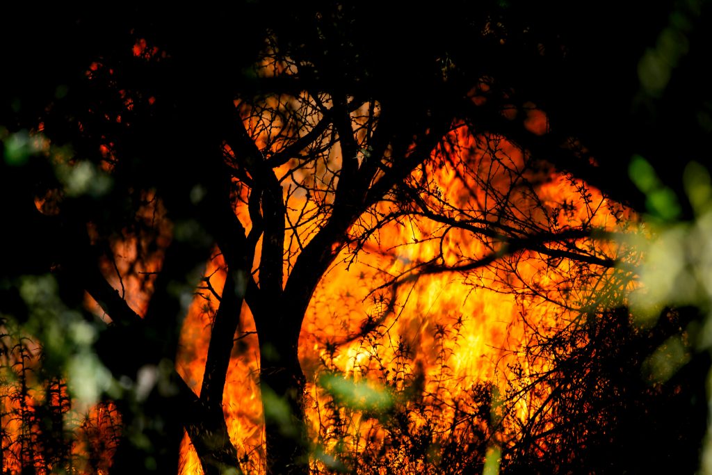 Incendio forestal en Parral supera las 3.800 hectáreas consumidas