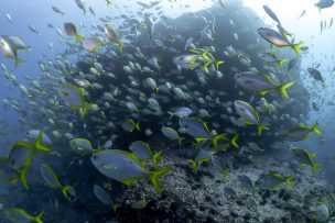Chile se convierte en el tercer país del planeta con más kilómetros de océanos protegidos