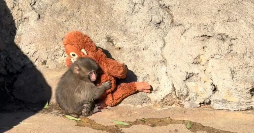 El mono Punch vuelve a emocionar al mundo con un gesto que derrite internet: visitantes quedaron sorprendidos