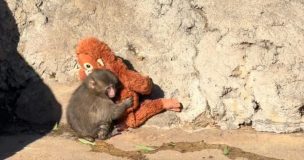 El mono Punch vuelve a emocionar al mundo con un gesto que derrite internet: visitantes quedaron sorprendidos