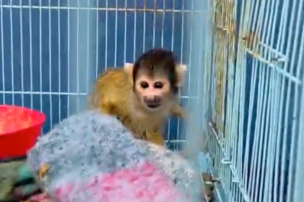 PDI rescata mono en peligro de extinción tras operativo antidrogas en Coquimbo: Vivía en una jaula de pájaros