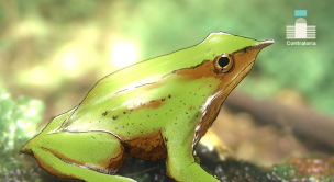 Contraloría toma razón de reingreso del decreto para la conservación de las Ranitas de Darwin