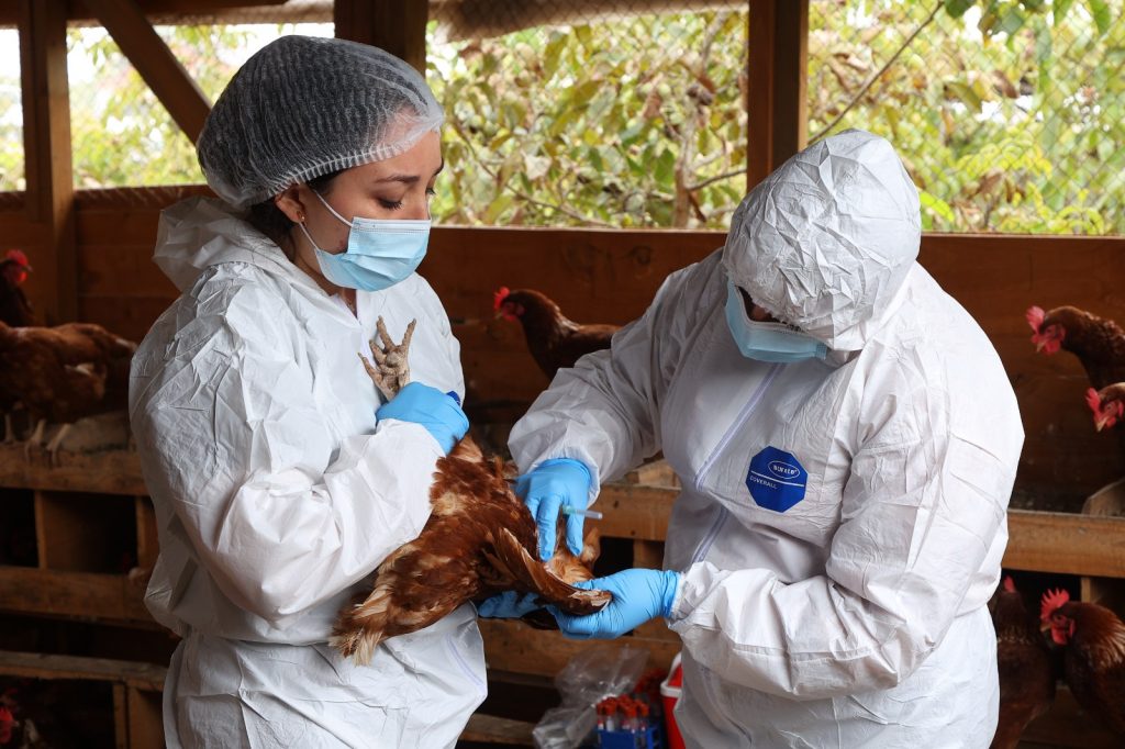 Alerta por influenza aviar: SAG confirma nuevos casos en Magallanes y Maule