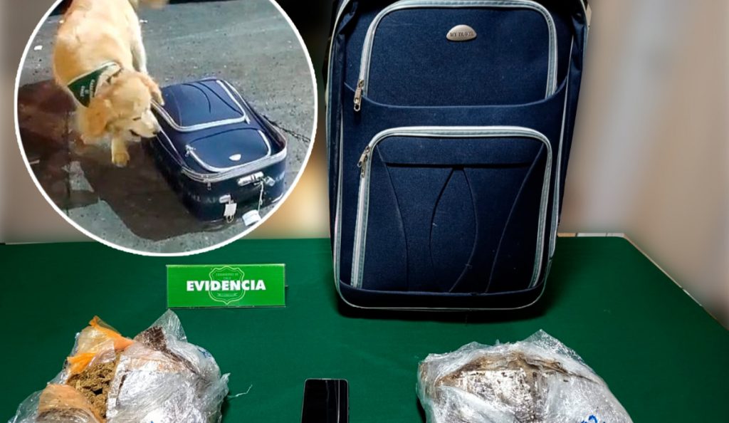 Temuco: Perro del OS-7 marca equipaje y frustra traslado de más de dos kilos de droga