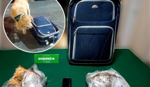 Temuco: Perro del OS-7 marca equipaje y frustra traslado de más de dos kilos de droga