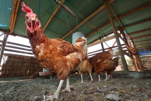 SAG confirma nuevos casos de influenza aviar H5N1 en aves domésticas de O’Higgins