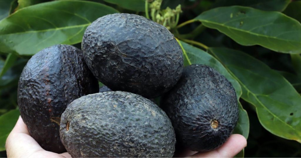 Incidente en predio de Quillota termina con un hombre muerto: Le habrían disparado por robar paltas