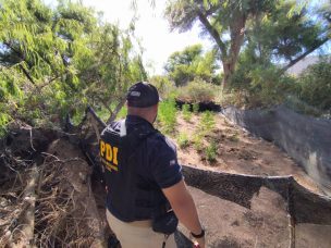 PDI incauta 462 plantas de cannabis en Limarí tras denuncia ciudadana