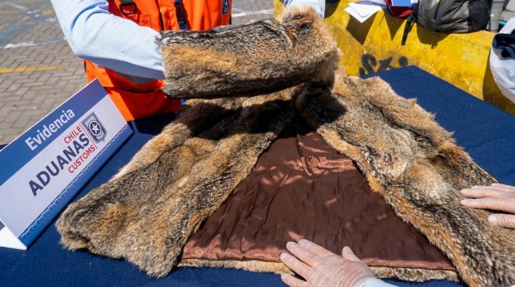 Detectan contrabando de fauna protegida en San Antonio: incautan abrigo de piel de zorro y especies exóticas