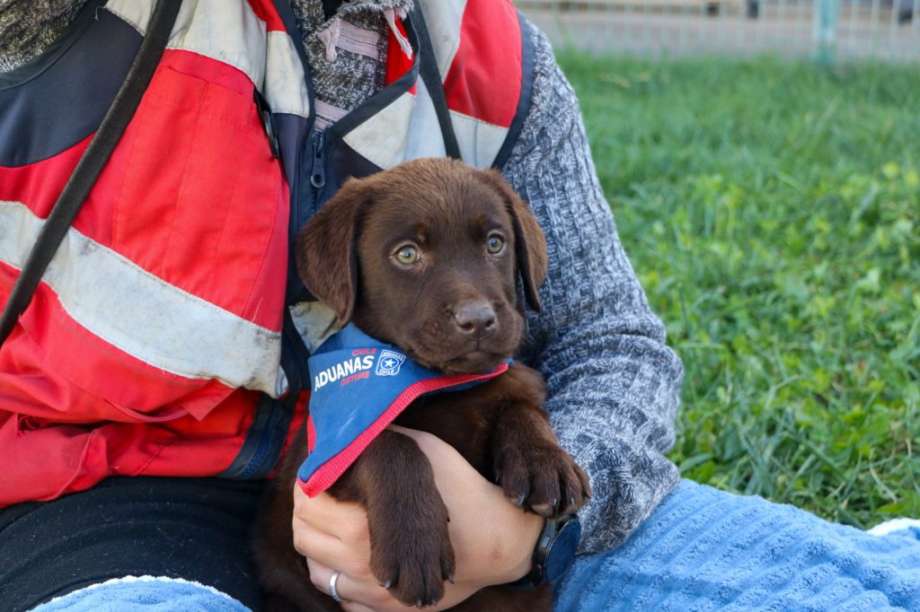 Cachorros de Aduanas se preparan para reforzar lucha contra el tráfico ilícito