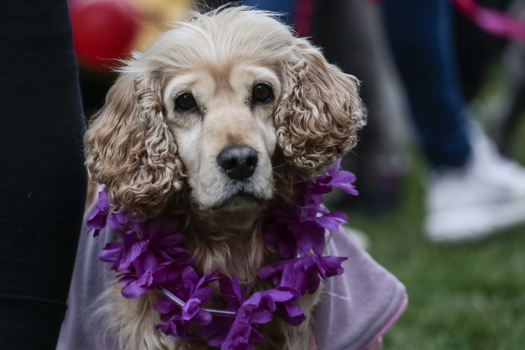 Municipalidad de Maipú anuncia querella por grave caso de maltrato animal