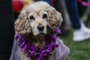 Municipalidad de Maipú anuncia querella por grave caso de maltrato animal