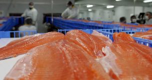 Industria del salmón sigue creciendo por gestión interna pero advierte techo de crecimiento