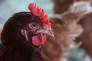 SAG aclara exportaciones a China tras brote de influenza aviar: Chile suspendió envíos