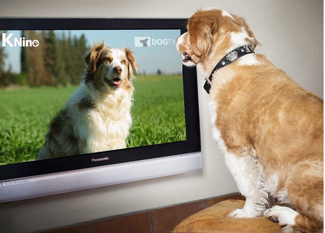 ¿Y si la tv fuera para perros? Bloques de relajación, estimulación y exposición progresiva se toman la pantalla para tu peludo
