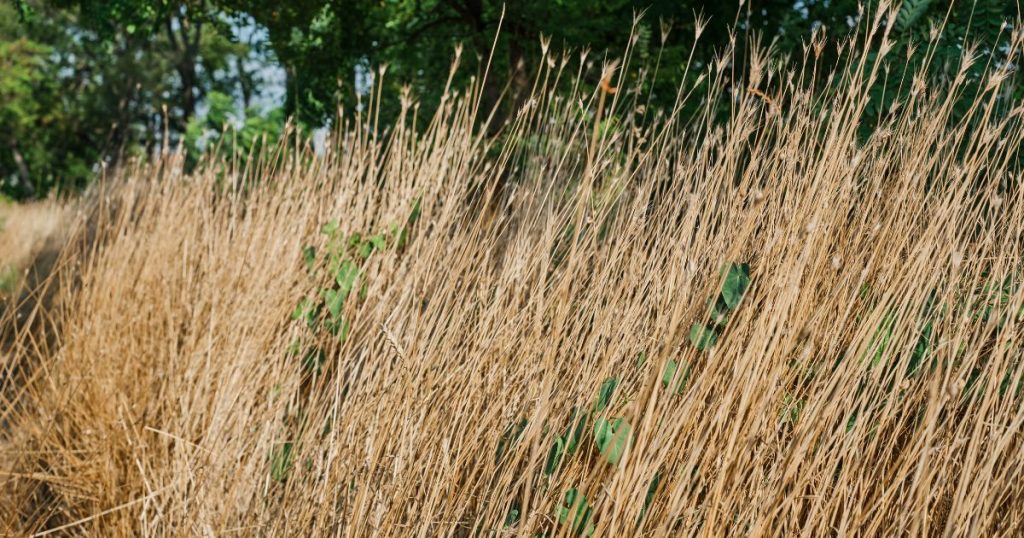 Agenda Agrícola: José Manuel Paine aborda el control de malezas y el impacto que pueden generar