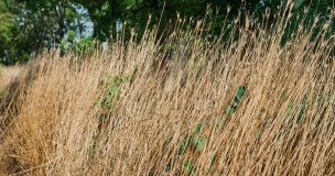 Agenda Agrícola: José Manuel Paine aborda el control de malezas y el impacto que pueden generar