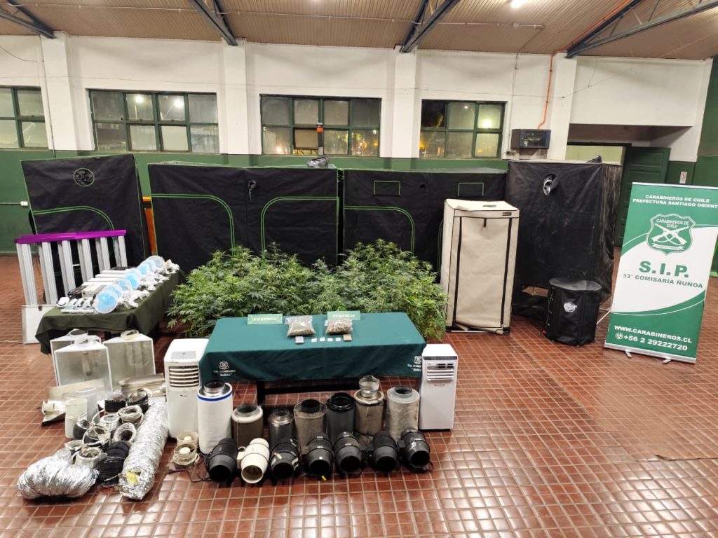Carabineros detiene a sujeto tras ser sorprendido con 42 plantas de marihuana al interior de su casa