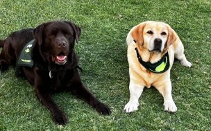Perros guía y de terapia: las diferencias clave y su impacto en la calidad de vida