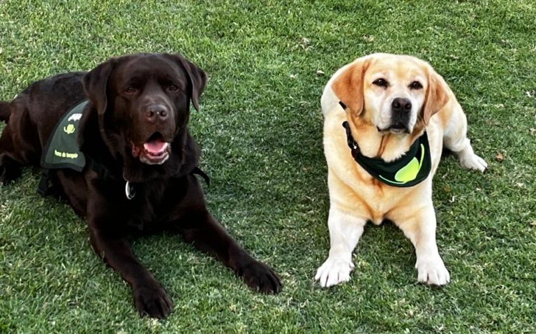 Vacunación gratuita para perros y gatos: Salud realizará operativos contra la rabia en 14 regiones