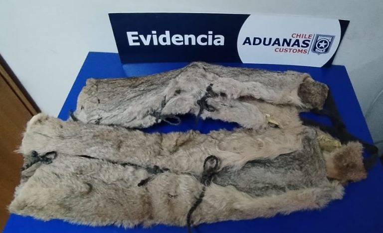 Aduanas decomisó dos pieles de puma a viajera argentina en Magallanes
