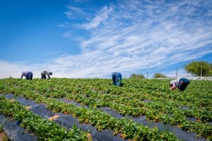 Minagri transfiere más de $1.324 millones en apoyo a agricultores del Biobío ante alza de precios en insumos