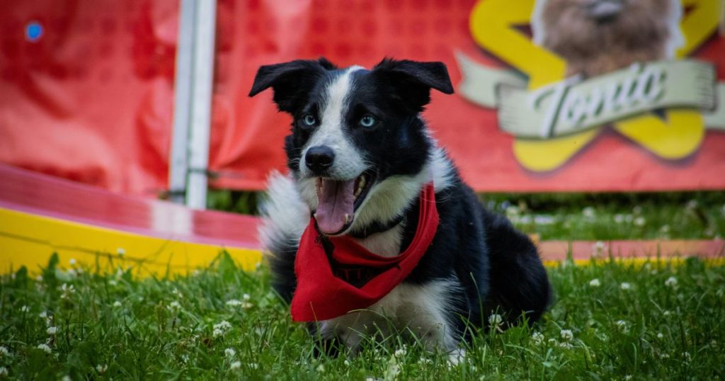 Expo Mascotas y Animales 2026 llegará a Espacio Riesco con actividades y adopciones