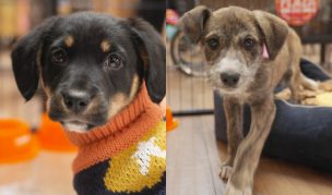Santiago tendrá jornada de adopción de mascotas este fin de semana: dónde y cuándo será