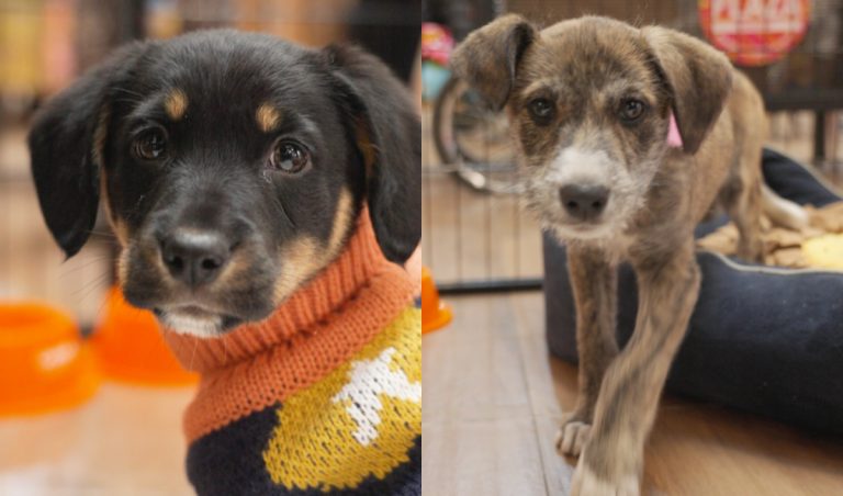 Santiago tendrá jornada de adopción de mascotas este fin de semana: dónde y cuándo será