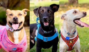 Perros rescatados de explosión en Renca buscan hogar en Expo Mascotas & Animales