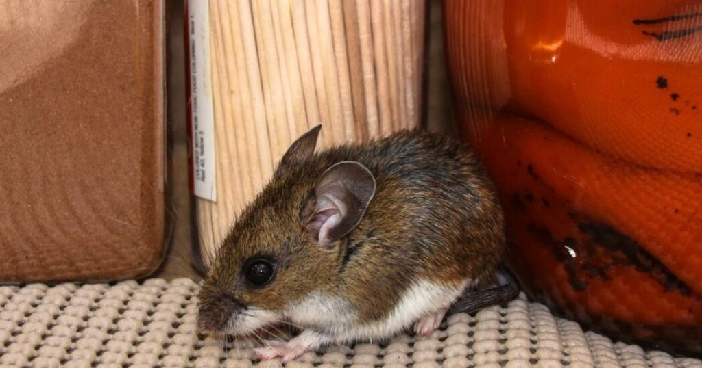 Minsal aísla a dos chilenos en crucero MV Hondius por riesgo de hantavirus