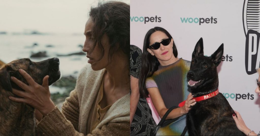 Perrita rescatada en Chile triunfa en Cannes y gana importante premio internacional