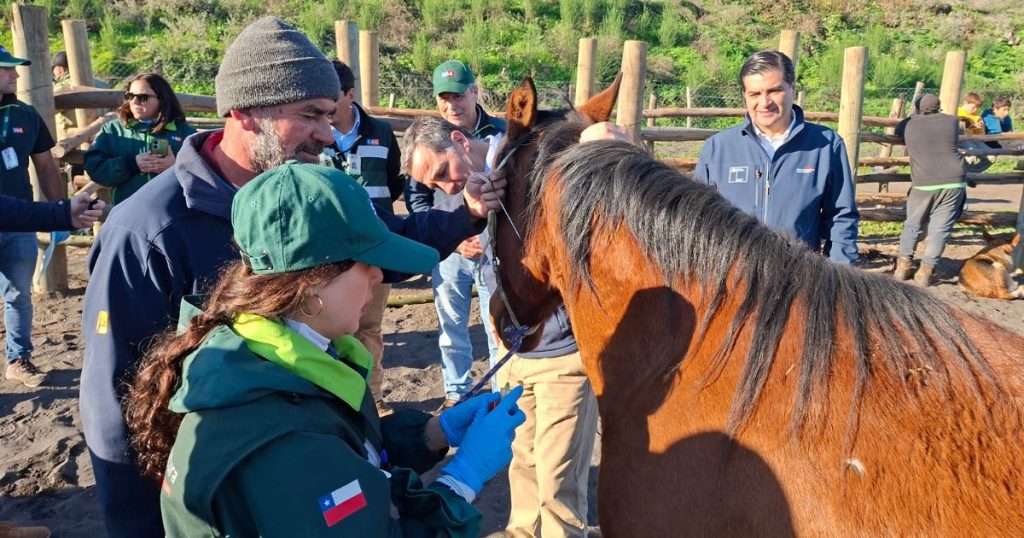Ministerio de Agricultura despliega operativo preventivo por Anemia Infecciosa Equina en Biobío