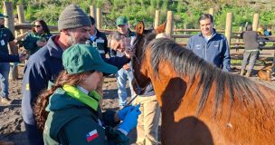 Ministerio de Agricultura despliega operativo preventivo por Anemia Infecciosa Equina en Biobío