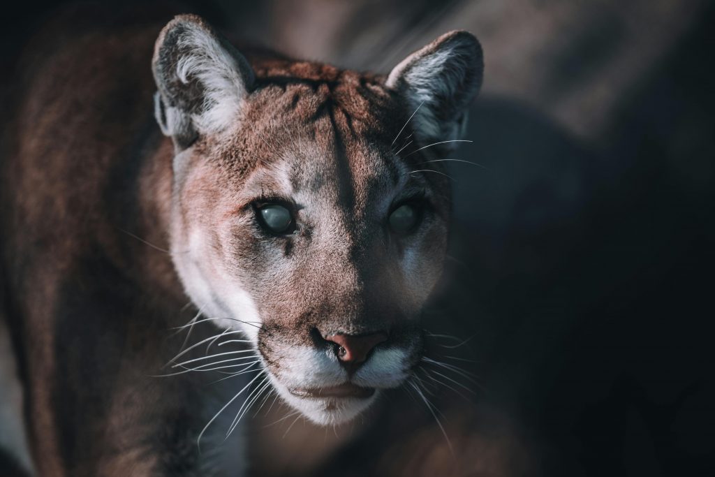 Avistamientos de pumas en zonas urbanas: revisa cómo reaccionar si te encuentras con uno