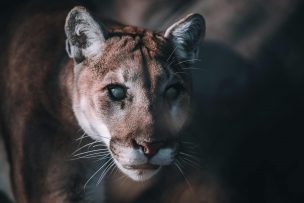 Avistamientos de pumas en zonas urbanas: revisa cómo reaccionar si te encuentras con uno